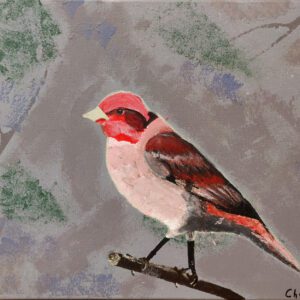 Red Headed Finch